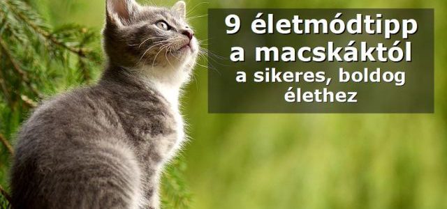 9 életmódtipp a macskától a sikeres, boldog élethez