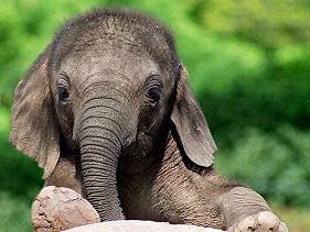 Ismered az elefántod?
